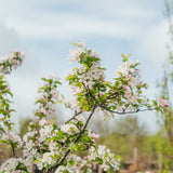 Malus 'Red Sentinel' - Crab Apple