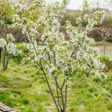 Malus 'Red Sentinel' - Crab Apple