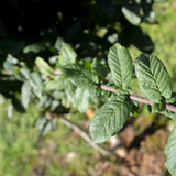 Mespilus germanica 1 1 1663x1110 1 e1655985405354