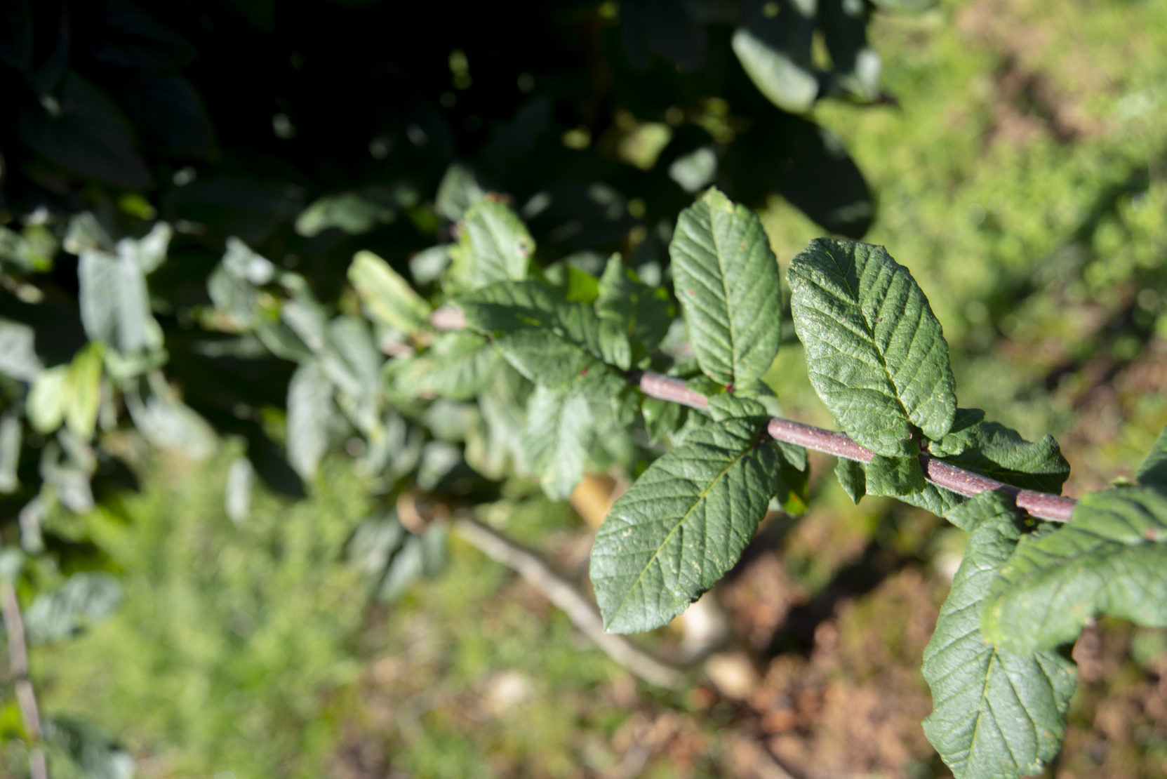 Mespilus germanica 1 1 1663x1110 1 e1655985405354