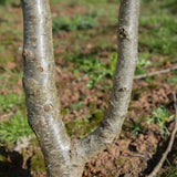 Mespilus germanica 1 1663x2491 1