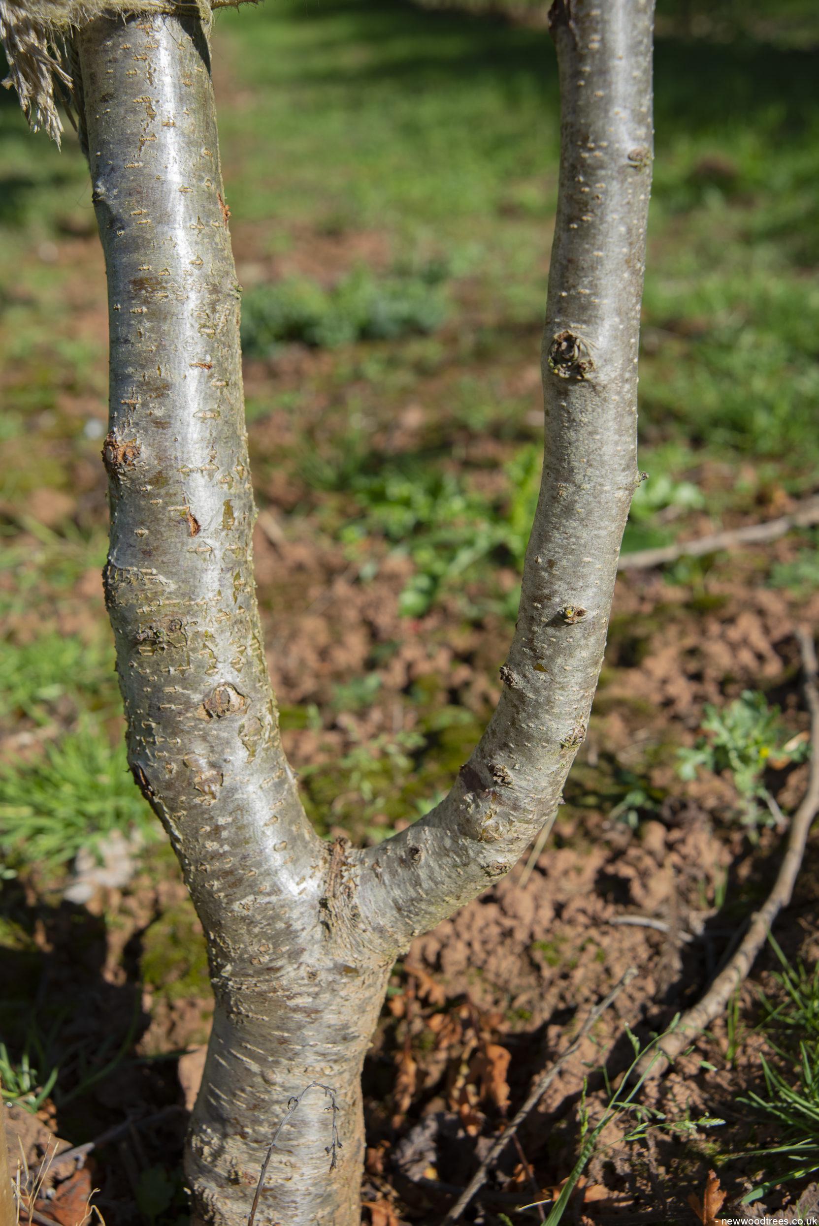 Mespilus germanica 1 1663x2491 1