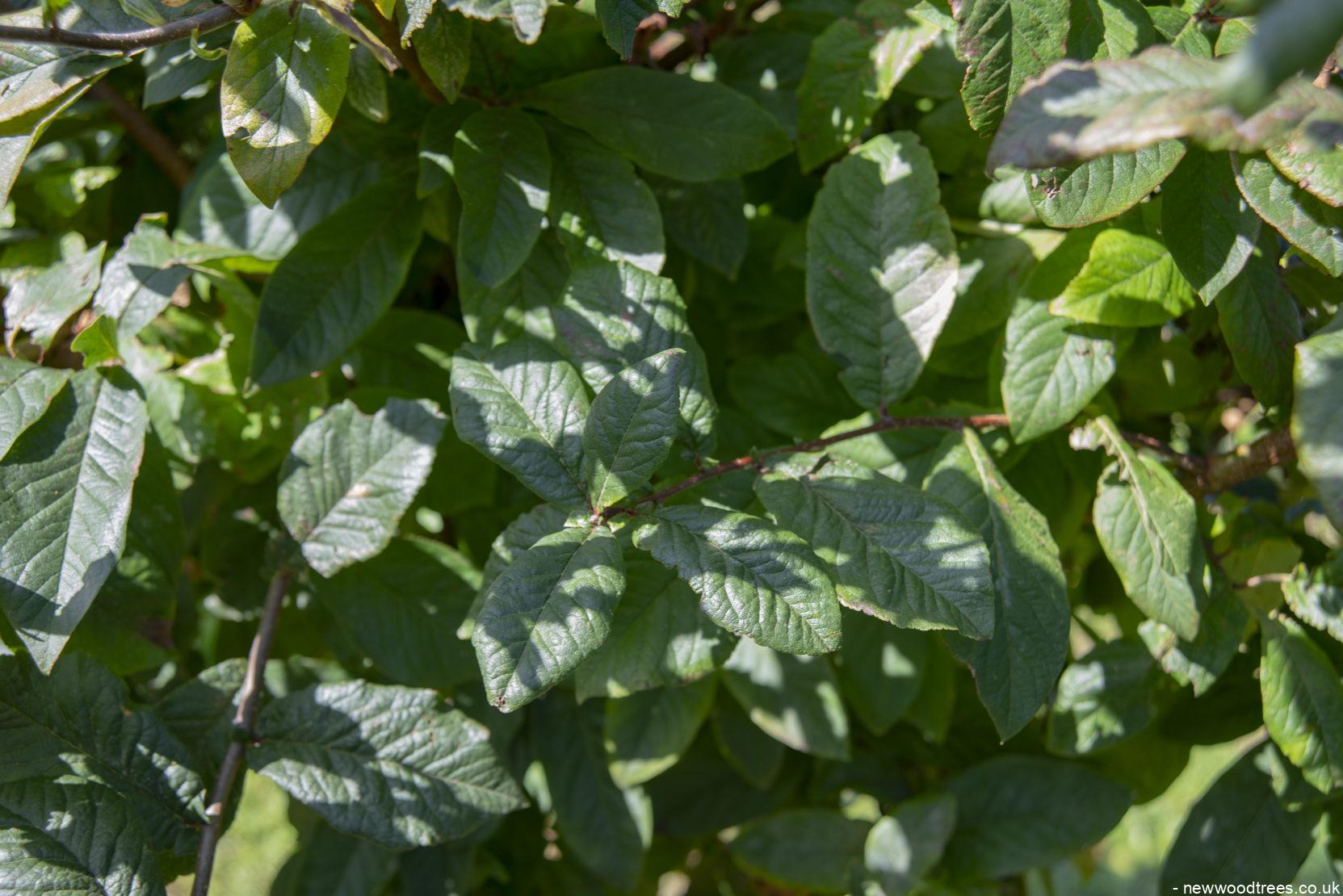 Mespilus germanica 2 1 1663x1110 1