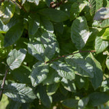 Mespilus germanica 2 1 1663x1110 1