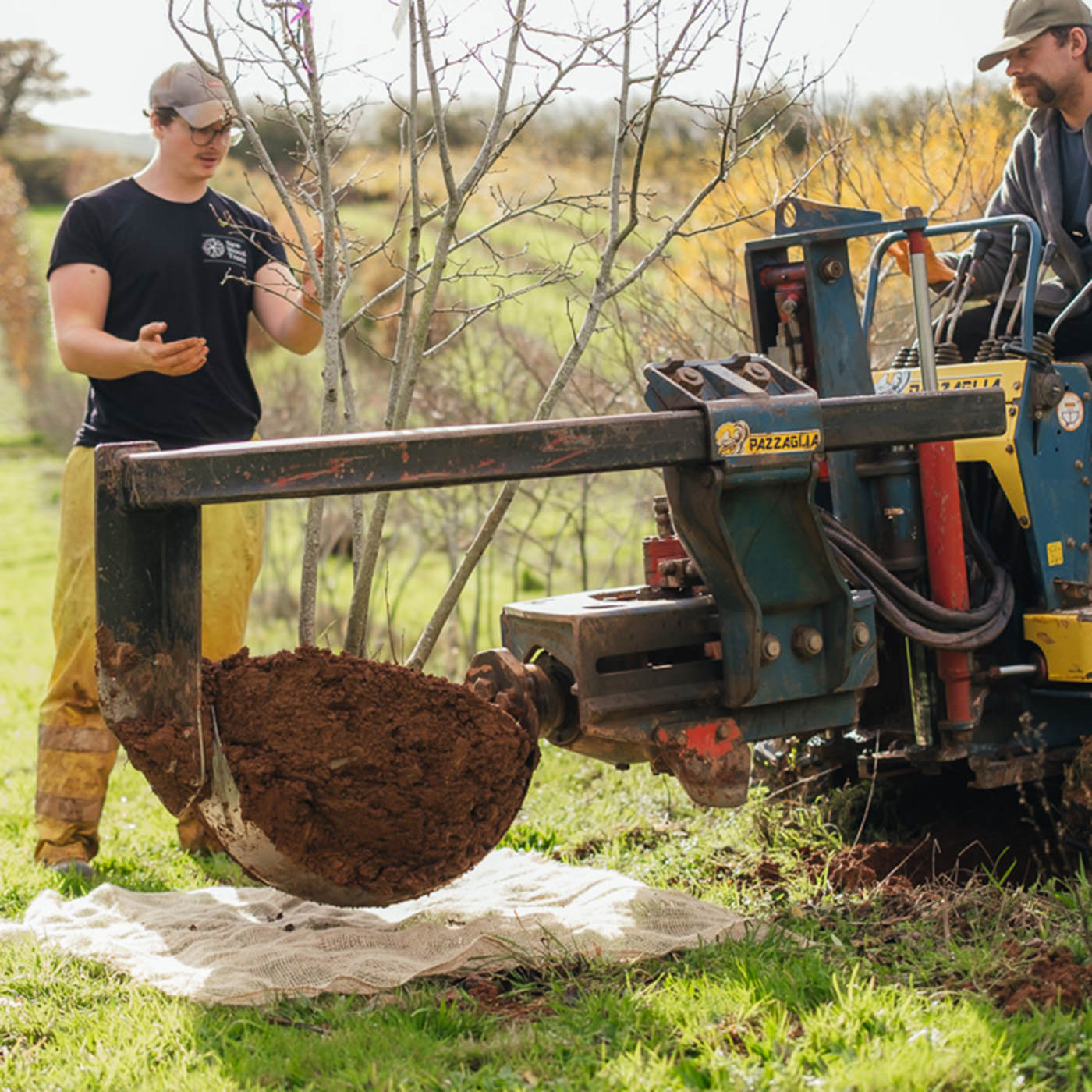 Rootball Trees What We Do – New Wood Trees
