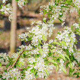 Malus 'Red Jewel' - Crab Apple