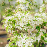 Malus 'Red Jewel' - Crab Apple