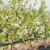 Malus 'Red Jewel' - Crab Apple