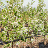 Malus 'Red Jewel' - Crab Apple