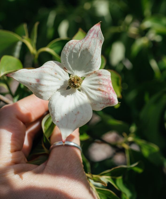 New_Wood_Trees_Cornus Kousa Satomi-Websized-6