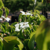 New_Wood_Trees_Cornus Kousa Satomi-Websized-7