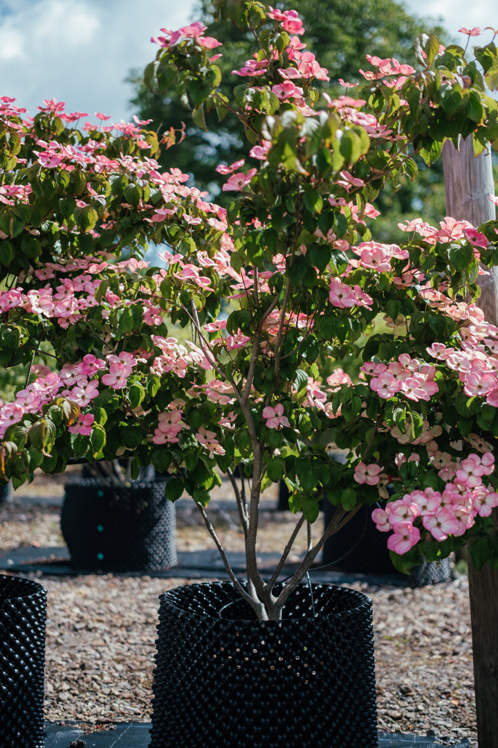 New_Wood_Trees_Cornus kousa Satomi - Japanese Dogwood Websized-10