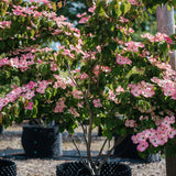 New_Wood_Trees_Cornus kousa Satomi - Japanese Dogwood Websized-10
