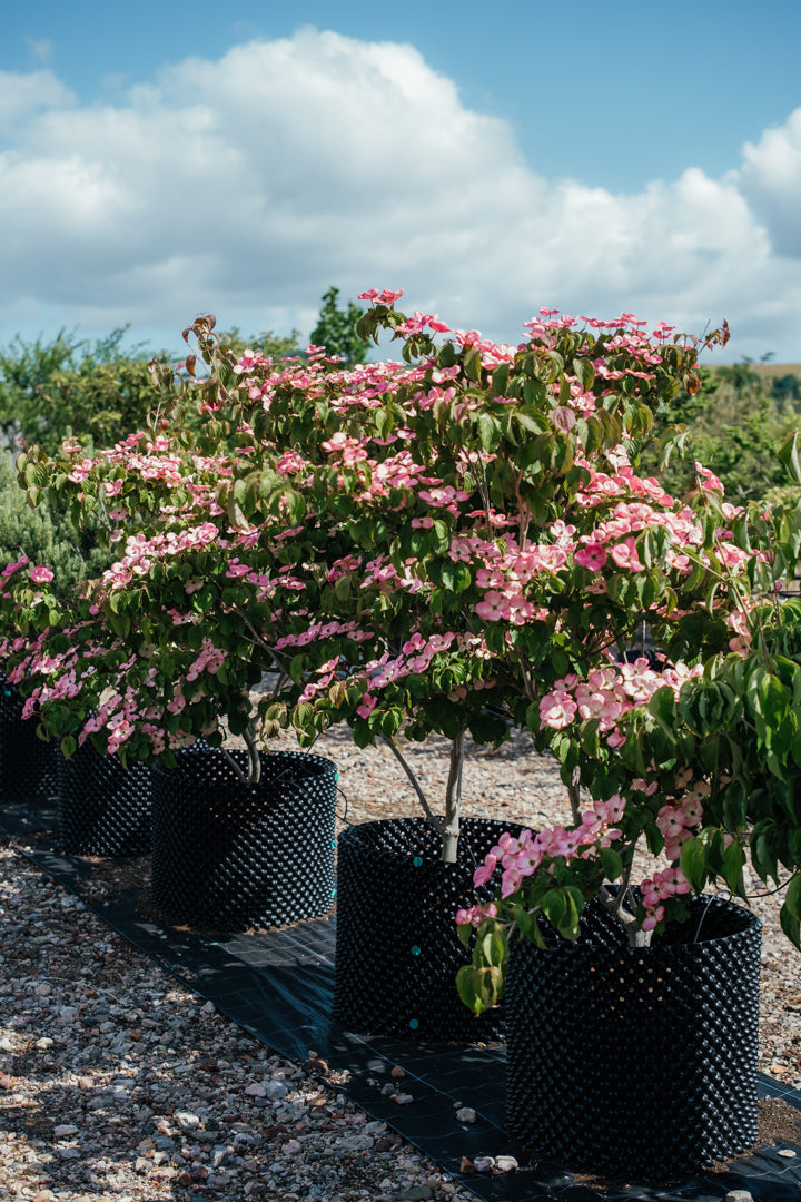 New_Wood_Trees_Cornus kousa Satomi - Japanese Dogwood Websized-2