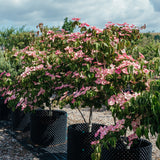 New_Wood_Trees_Cornus kousa Satomi - Japanese Dogwood Websized-2