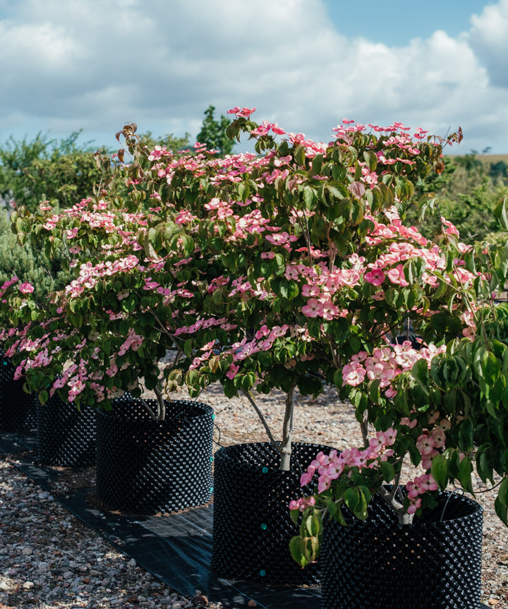 New_Wood_Trees_Cornus kousa Satomi - Japanese Dogwood Websized-2