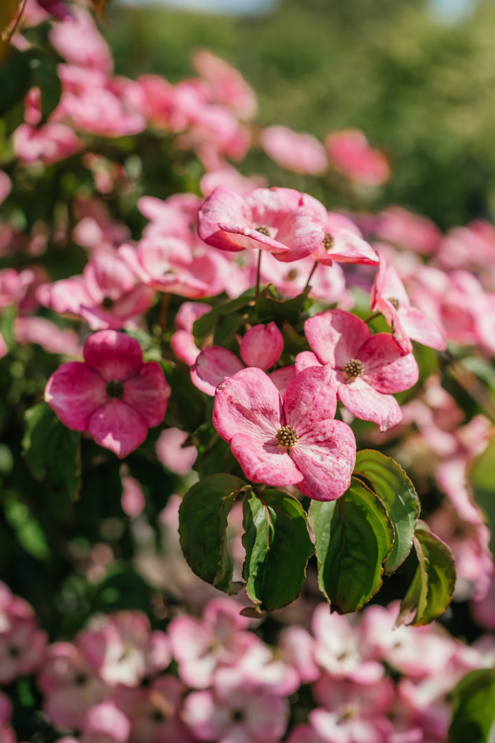 New_Wood_Trees_Cornus kousa Satomi - Japanese Dogwood Websized-4