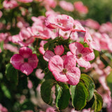 New_Wood_Trees_Cornus kousa Satomi - Japanese Dogwood Websized-4