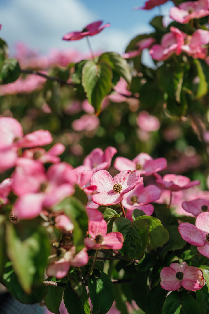 New_Wood_Trees_Cornus kousa Satomi - Japanese Dogwood Websized-5