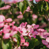 New_Wood_Trees_Cornus kousa Satomi - Japanese Dogwood Websized-5