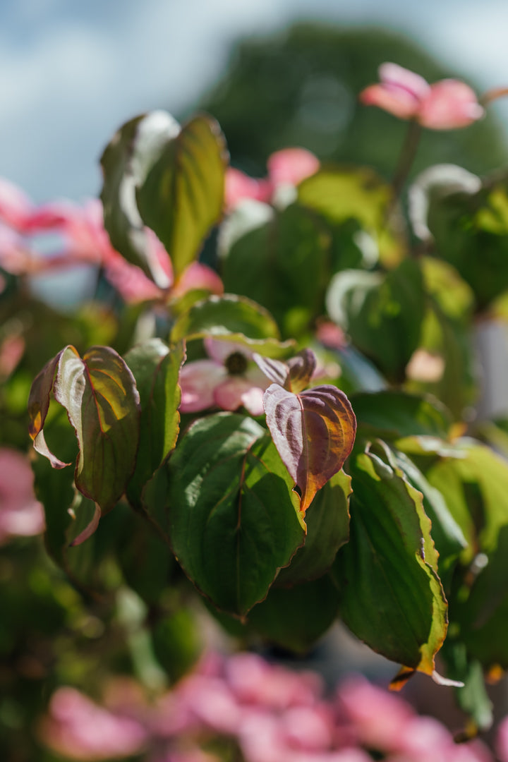 New_Wood_Trees_Cornus kousa Satomi - Japanese Dogwood Websized-7