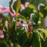 New_Wood_Trees_Cornus kousa Satomi - Japanese Dogwood Websized-7