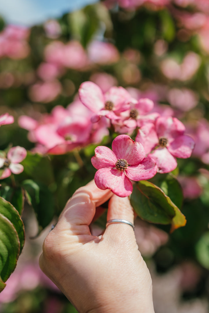 New_Wood_Trees_Cornus kousa Satomi - Japanese Dogwood Websized-8