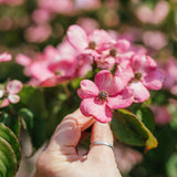 New_Wood_Trees_Cornus kousa Satomi - Japanese Dogwood Websized-8