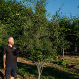 Crataegus laevigata 'Crimson Cloud' - Midland Hawthorn