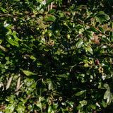 Crataegus laevigata 'Crimson Cloud' - Midland Hawthorn