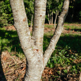 Crataegus laevigata 'Crimson Cloud' - Midland Hawthorn