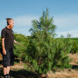Pinus wallichiana - Bhuton Pine