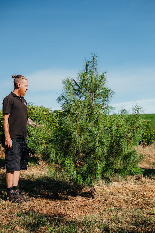Pinus wallichiana - Bhuton Pine