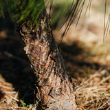 Pinus wallichiana - Bhuton Pine