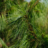 Pinus wallichiana - Bhuton Pine
