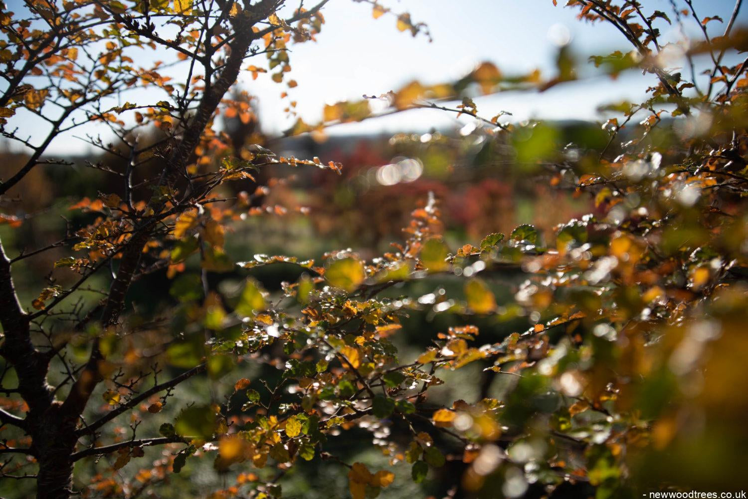 Nothofagus antarctica 1500x1001 1