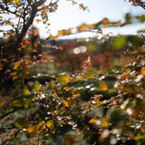 Nothofagus antarctica 1500x1001 1