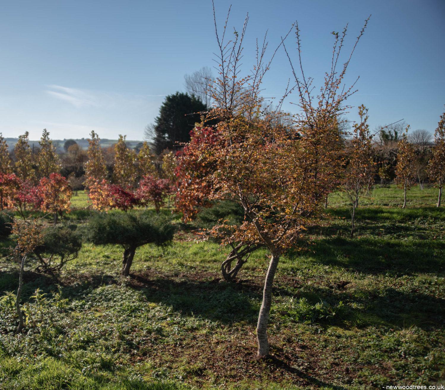 Nothofagus antarctica 2 1500x1315 1