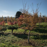 Nothofagus antarctica 2 1500x1315 1