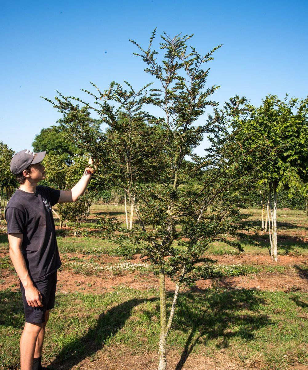 Nothofagus antarctica 1001x1500 1
