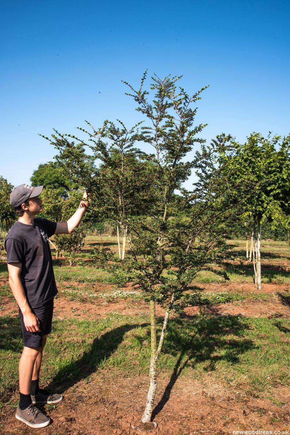 Nothofagus antarctica 1001x1500 1