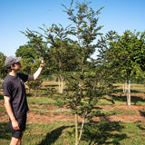 Nothofagus antarctica 1001x1500 1