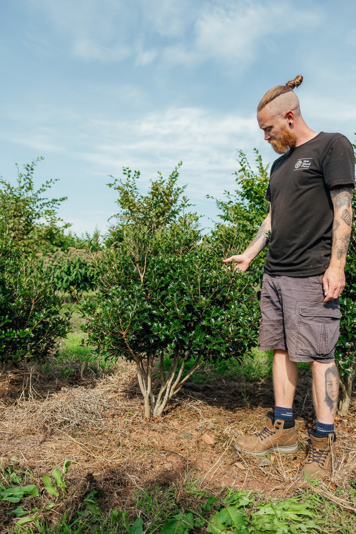 Osmanthus heterophyllus NWT Products 25 26 0002