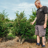 Osmanthus heterophyllus NWT Products 25 26 0002