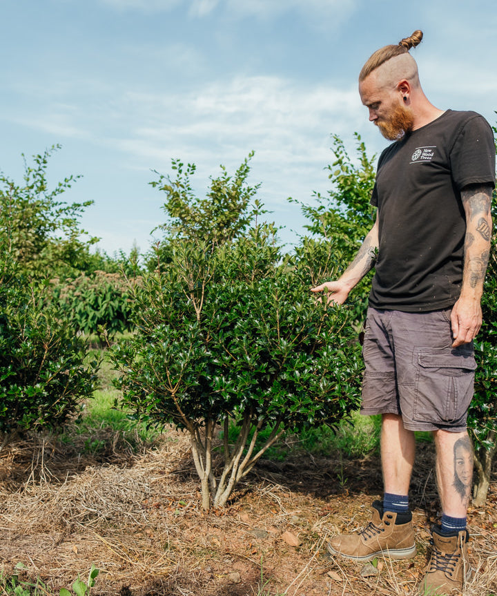 Osmanthus heterophyllus NWT Products 25 26 0002