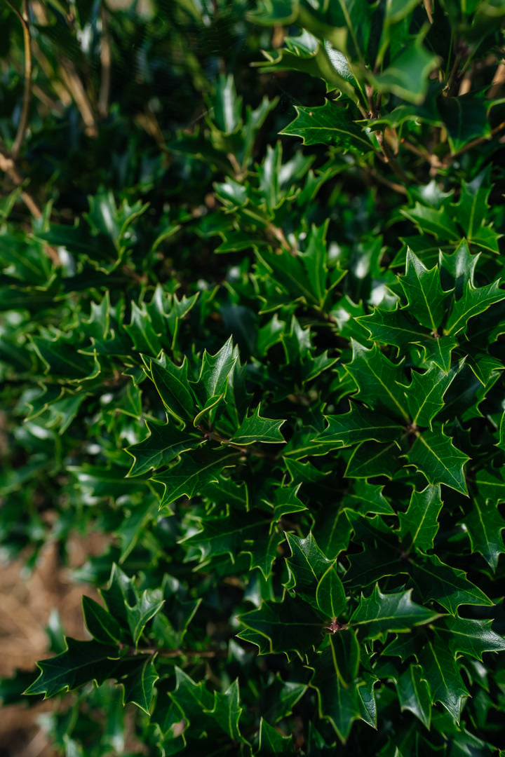 Osmanthus heterophyllus NWT Products 25 26 0005