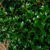 Osmanthus heterophyllus NWT Products 25 26 0005