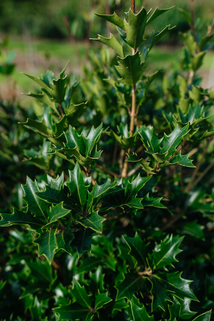 Osmanthus heterophyllus NWT Products 25 26 0006