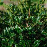 Osmanthus heterophyllus NWT Products 25 26 0006