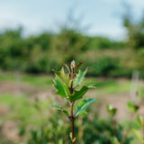 Osmanthus heterophyllus NWT Products 25 26 0007